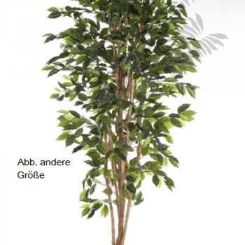 Preview: FICUS NITIDA 180cm 30107N