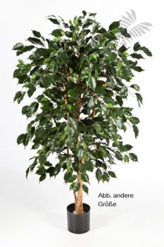 FICUS NITIDA EXOTICA 180cm 30206N