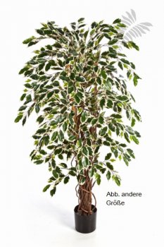 VAR. FICUS LIANA 120cm 30504NW
