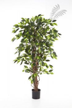FICUS LIANA 150cm 30505N