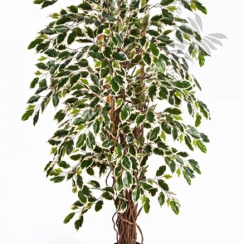 Preview: VAR. FICUS LIANA 150cm 30505NW