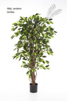 FICUS LIANA 180cm 30506N