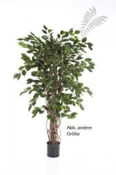 FICUS LIANA EXOTICA 210cm 30607N