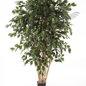 Preview: FICUS EXOTICA MULTI TRUNK 180cm 31006N