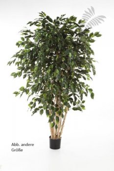 FICUS EXOTICA MULTI TRUNK 240cm 31008N