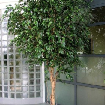 Preview: GIANT FICUS EXOTICA TREE 315cm 31210N