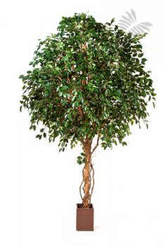 GIANT FICUS EXOTICA TREE 360cm 31212N