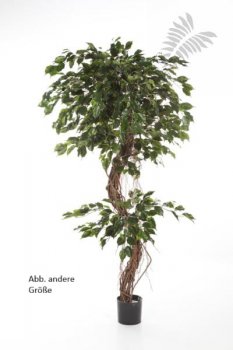 FICUS CORKSCREW EXOTICA 210cm 31407N