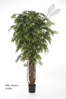 FRENCH FICUS LIANA DE LUXE 180cm 31606N