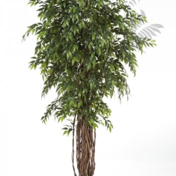 Preview: FRENCH FICUS LIANA DE LUXE 210cm 31607N