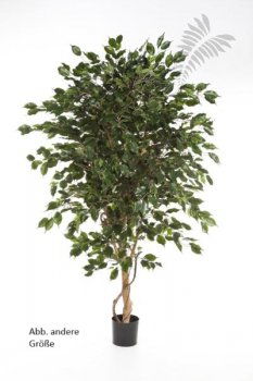 FICUS DELUXE EXOTICA TREE 210cm 31807N