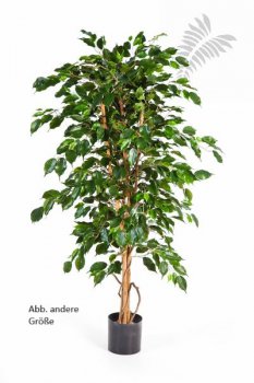 FICUS EXOTICA 120cm 32104N