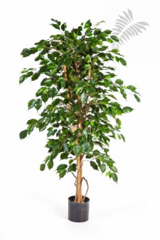 FR FICUS EXOTICA 32105FR