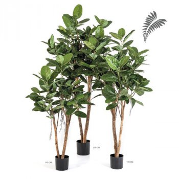 Ficus Audrey Tree 200cm 32407N