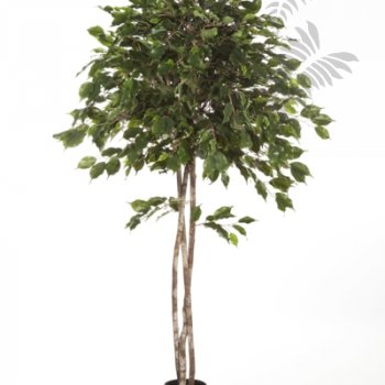 Preview: FICUS EXOTICA UMBRELLA 180cm 32606N
