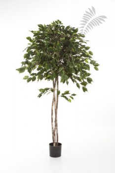 FICUS EXOTICA UMBRELLA 180cm 32606N