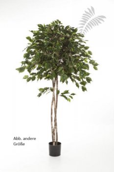 FICUS EXOTICA UMBRELLA 210cm 32607N