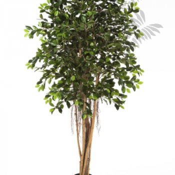 Preview: FICUS RETUSA 180cm 32906N