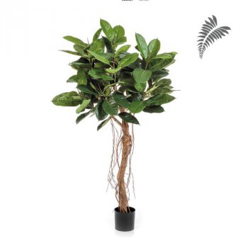 Ficus Elastica Root Tree 155cm 33205N