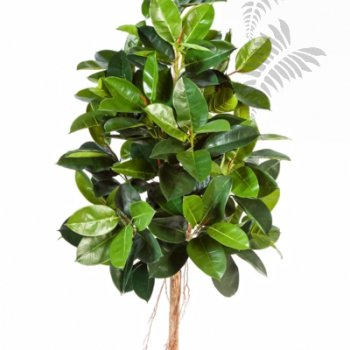 Preview: FICUS ELASTICA 33406N