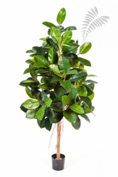 FICUS ELASTICA 33406N