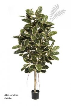 VAR. FICUS ELASTICA 33406NW