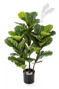 Ficus Lyrata Tree X 3 90cm 33503N
