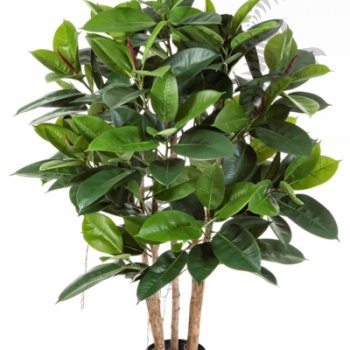 Preview: RUBBER PLANT 33804N