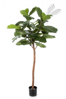 Ficus Lyrata Single Trunk 170cm 33906N