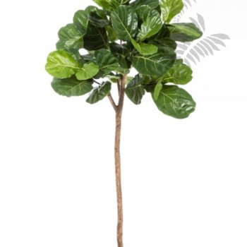 Preview: Ficus Lyrata Single Trunk 200cm 33907N