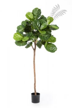 Ficus Lyrata Single Trunk 200cm 33907N