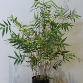 Preview: ORIENTAL BAMBOO TREE 70cm 34202N