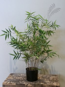 ORIENTAL BAMBOO TREE 70cm 34202N
