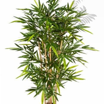 Preview: FR NEW BAMBOO TREE 34605FR