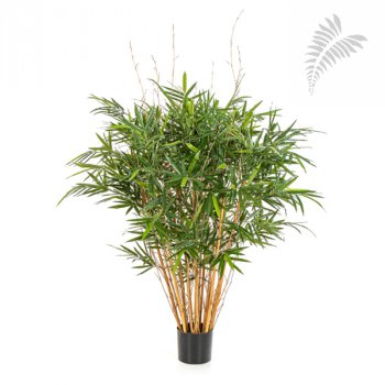 ROYAL BAMBOO JAMAICA 35104N