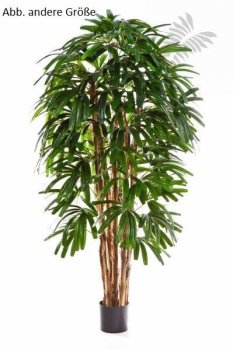 FR RAPHIS PALM TREE 36205FR