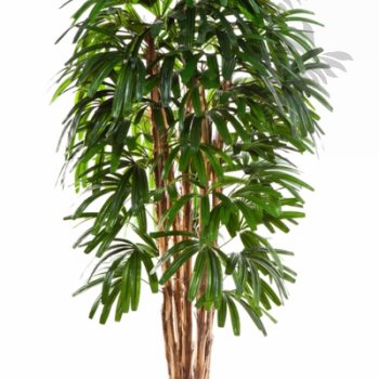 Preview: FR RAPHIS PALM TREE 36206FR