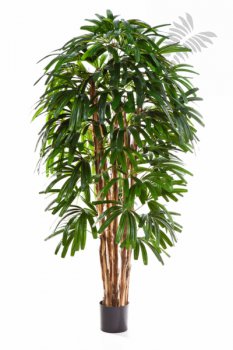 FR RAPHIS PALM TREE 36206FR