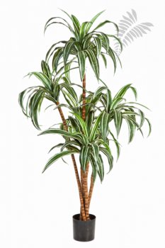 DRACAENA TREE X 5 36604N