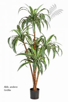 DRACAENA TREE X 6 36605N