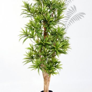 Preview: FR DRACAENA REFLEXA 36705N-FR