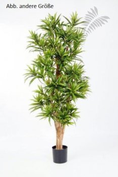 FR DRACAENA REFLEXA 36706N-FR