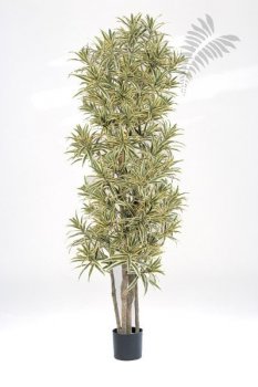 FR DRACAENA REFLEXA 36706NG-FR