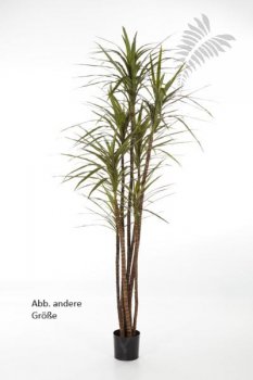 DRACAENA MAGENTA X 6 36805N
