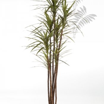 Preview: DRACAENA MAGENTA X 7 36806N