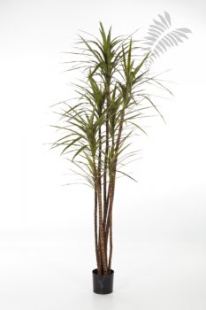 DRACAENA MAGENTA X 7 36806N