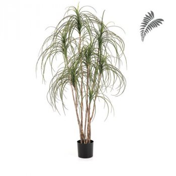 Pony Tail Nitida Tree 150cm 37105N
