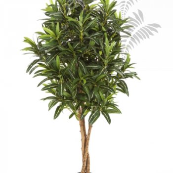 Preview: CROTON GOLDFINGER TREE 37405N