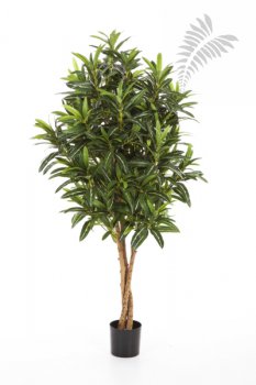 CROTON GOLDFINGER TREE 37405N