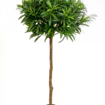 Preview: CROTON GOLDFINGER BALL TREE 37505N